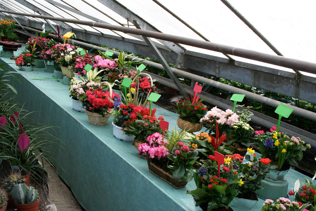 Compositions florales