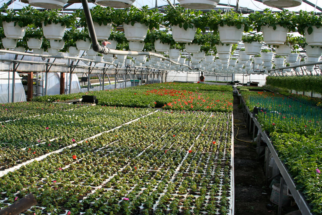 Impatiens & Géraniums